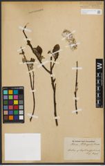 Foto von Salix phylicifolia L.